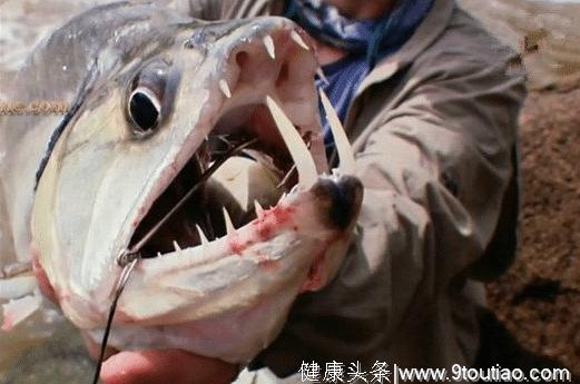 世界上“恐怖”的4种动物，拥有约300颗牙齿，是海洋中的统治者
