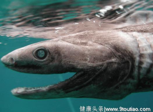 世界上“恐怖”的4种动物，拥有约300颗牙齿，是海洋中的统治者