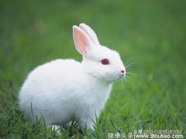 心理测试：4只兔子，哪只最可爱？秒测出你适合走什么气质路线？