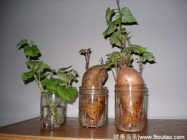 8种抗癌植物种在花盆里，这样种更容易爆盆，再也不用去外面买了