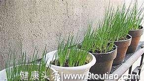 8种抗癌植物种在花盆里，这样种更容易爆盆，再也不用去外面买了