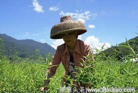 春天才能吃到的“抗癌菜”，再不吃就老了，想吃还要再等1年！