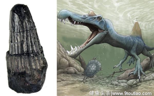 日本考古新发现：和歌山挖出“棘背龙”1.4厘米牙齿化石