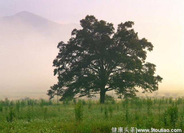 心理测试：四棵树，哪一棵最孤独？测你未来的生活幸福还是艰辛！