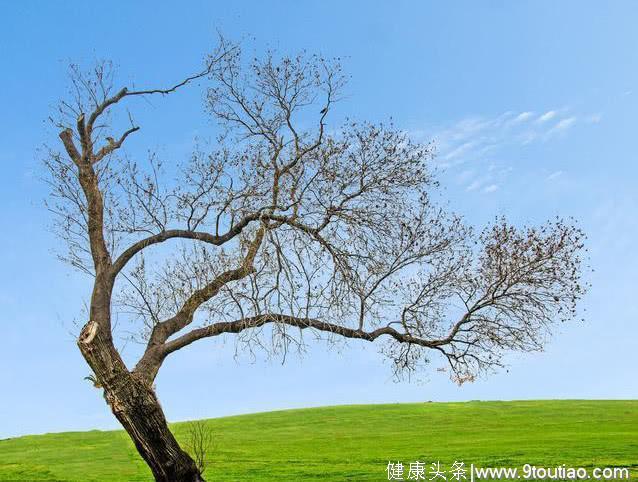 心理测试：四棵树，哪一棵最孤独？测你未来的生活幸福还是艰辛！