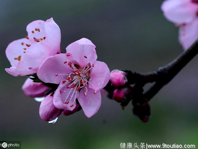 心理测试：你第一眼喜欢哪支花，测出你跟TA的缘分是深还是浅