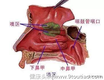 终于找到刘亦菲鼻子如此完美的秘密！鼻炎脸才是毁容于无形啊！