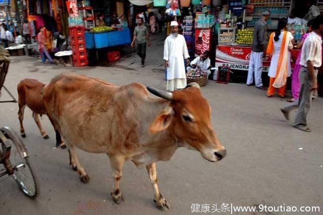 印度人从不吃牛肉，也不吃猪肉，那他们平常最常吃什么食物？