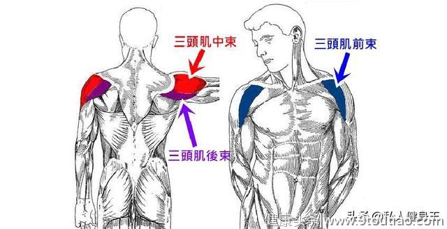 三角肌位于哪里？应该如何锻炼三角肌，六个动作教你强化肩膀肌肉