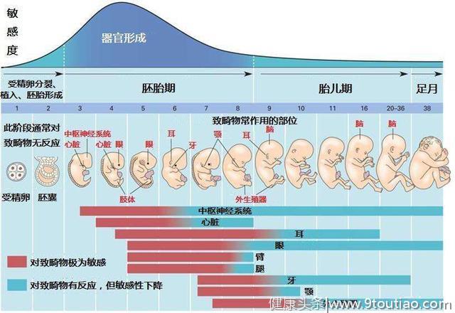 这几张图告诉你，怀孕2～16周胎儿的整个发育过程，让人泪目