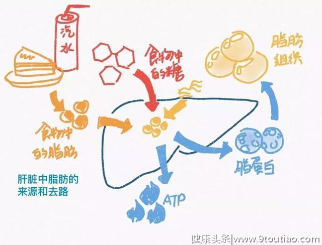 “脂肪肝”应该怎么吃？