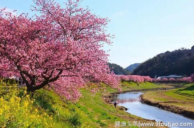 春分时节易发流感，这些养生事项须记牢