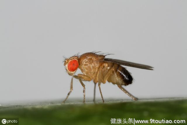 失眠与衰老、退行性病变可能是一类疾病！是有益同样饮食引起的