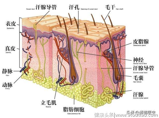 头发清洁不宜过密 4种原因 和脱发掉发有一定联系！