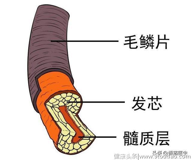 头发清洁不宜过密 4种原因 和脱发掉发有一定联系！