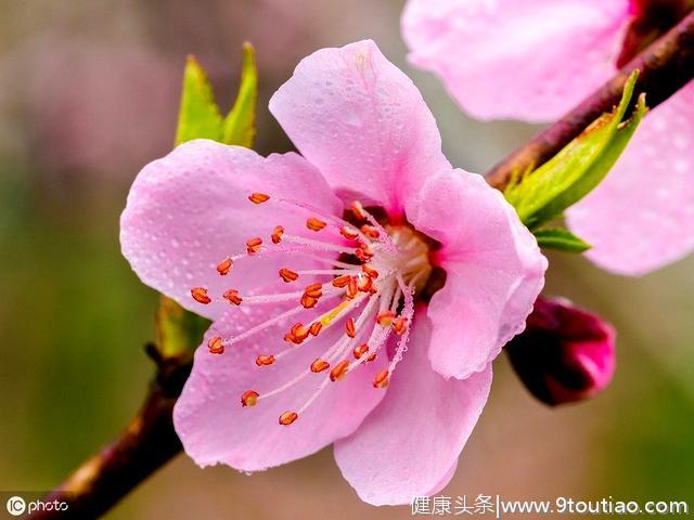 心理测试：哪一枝花才是桃花，测出你三个月内有没有桃花出现