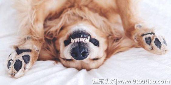 悄悄告诉你，在狗狗运动完之后刷牙最佳，狗狗牙齿护理的8个技巧