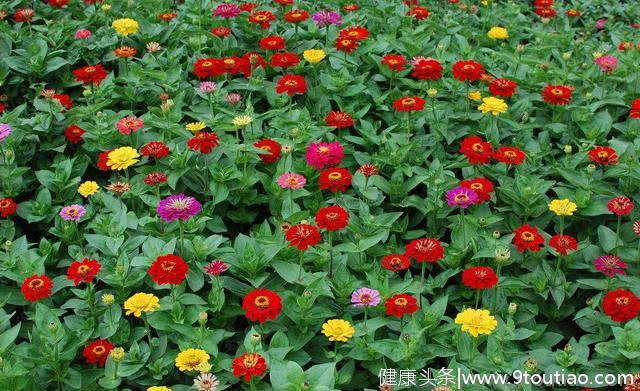心理测试：你觉得在花园种哪种花最漂亮？测你命中注定是什么命