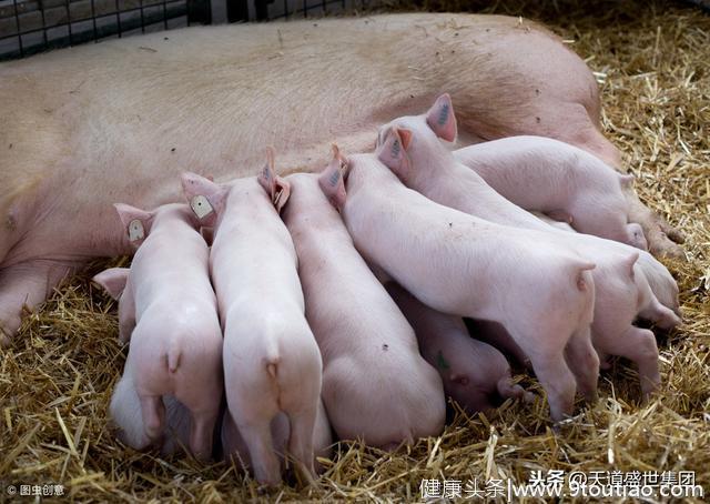母猪为什么要清除体内毒素，清除体内毒素的措施