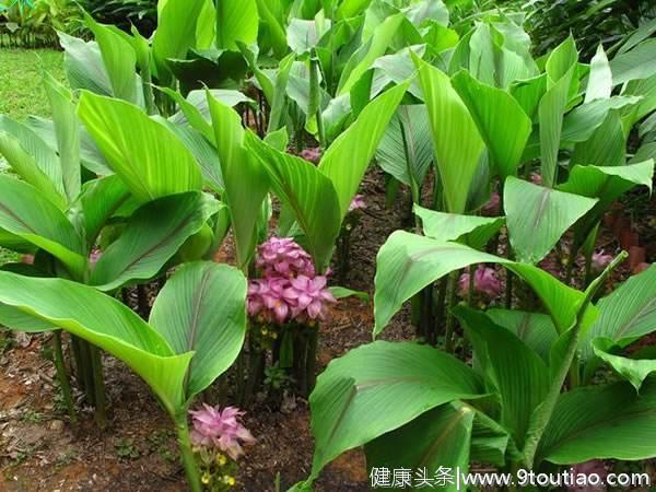 莪术，活血不伤胃，胃癌早期，增进食欲；晚期，明显减轻疼痛