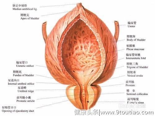 哪些坏习惯可能会伤害男人前列腺？男人如何预防前列腺疾病出现？