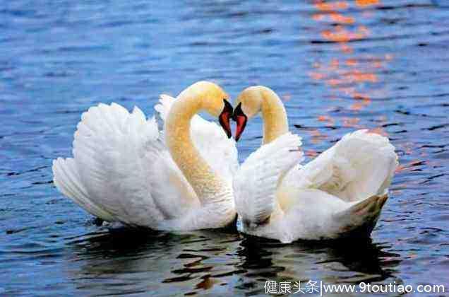 心理测试：觉得哪一对白天鹅最恩爱？测什么样的爱情适合你！