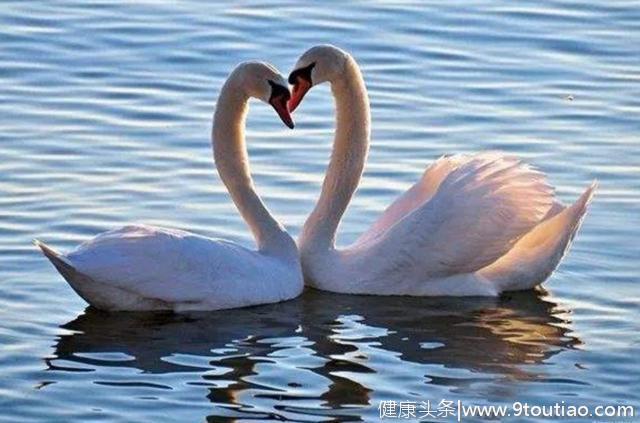 心理测试：觉得哪一对白天鹅最恩爱？测什么样的爱情适合你！