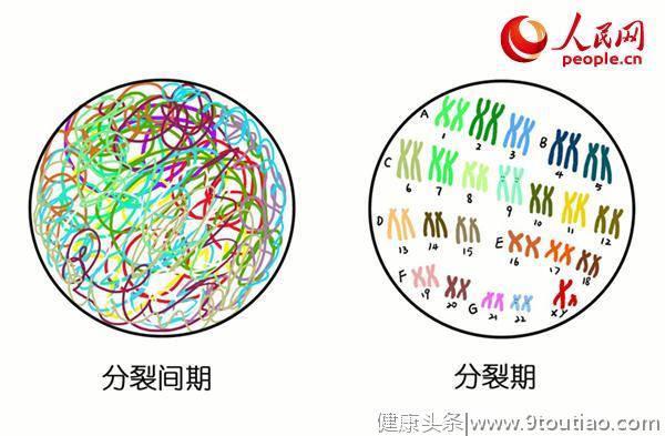 从染色体、基因说起 带你了解“慢性粒细胞白血病”