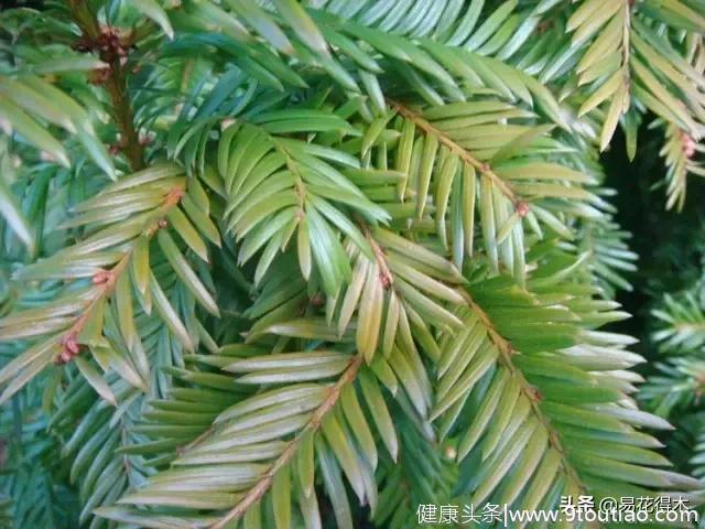 国宝级珍稀植物银杉、水杉、紫衫哪一种防癌？