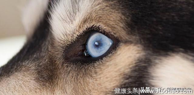 心理测试：4只眼睛，哪只是狗的？秒测你有什么人性的弱点！