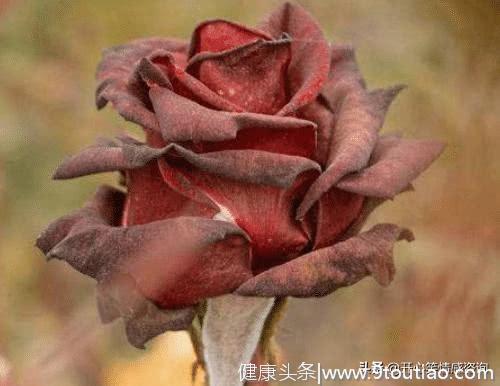 心理测试：4朵玫瑰花，哪朵先凋谢？秒测你在今年会被谁伤到心！