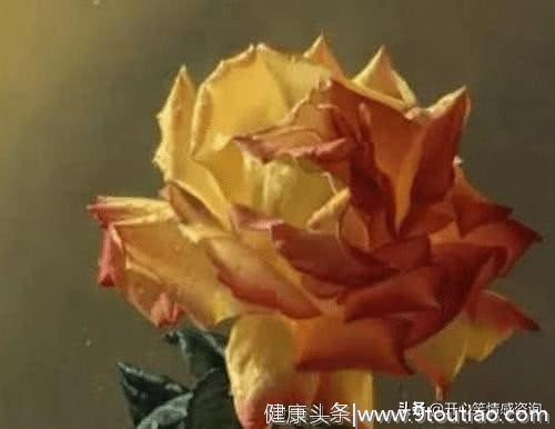 心理测试：4朵玫瑰花，哪朵先凋谢？秒测你在今年会被谁伤到心！