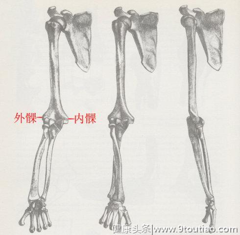 【资料转载】上肢结构（骨骼与肌肉）