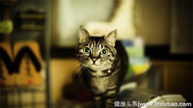 作为铲屎官，正确的猫咪口腔清洁你知道吗