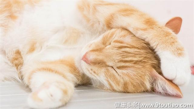 作为铲屎官，正确的猫咪口腔清洁你知道吗