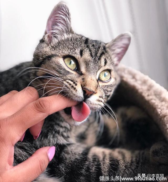 牙齿是猫咪感受世界的方式之一，铲屎官要了解清楚它们咬人的原因