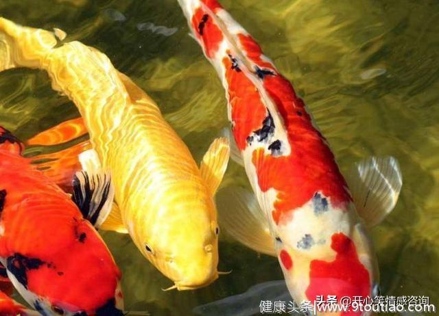心理测试：4条红鲤鱼，你会买哪条？秒测你未来会有多少财富