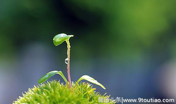 心理测试：觉得哪一棵小草生命力最顽强？测你近期哪方面运势最强