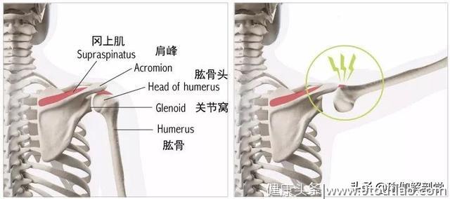 初学者练瑜伽，千万不要忽视了重要的肩胛骨！