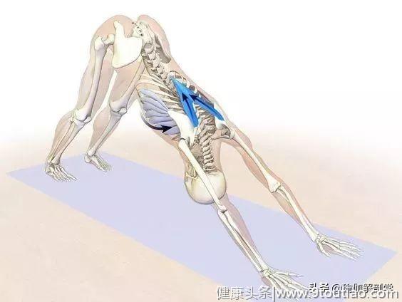 初学者练瑜伽，千万不要忽视了重要的肩胛骨！