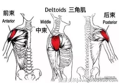 健身肩痛？这几个动作可能越练越毁肩！