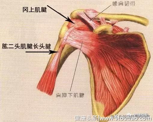 健身肩痛？这几个动作可能越练越毁肩！