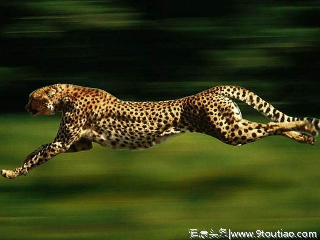 心理测试：觉得哪一只猎豹跑得最快？测试你的智商多少分！