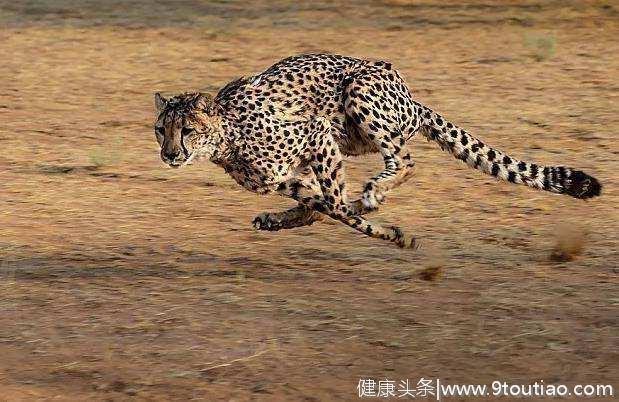 心理测试：觉得哪一只猎豹跑得最快？测试你的智商多少分！