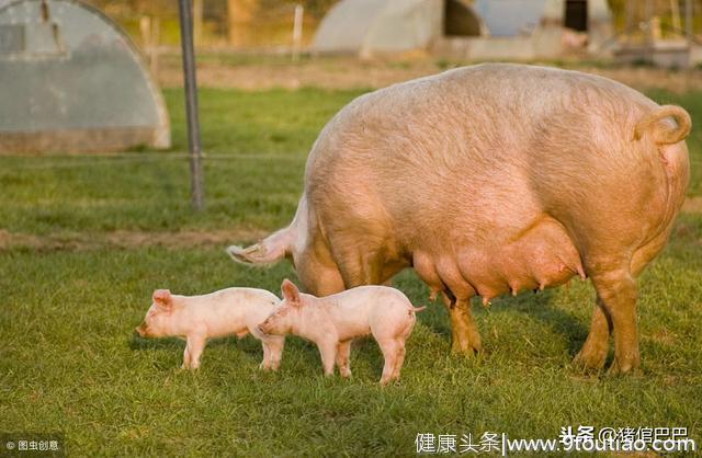 如何判断母猪乳房炎，发现症状了往往也就晚了