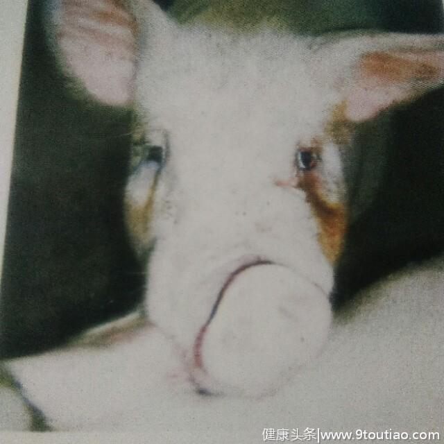 猪传染性萎缩性鼻炎