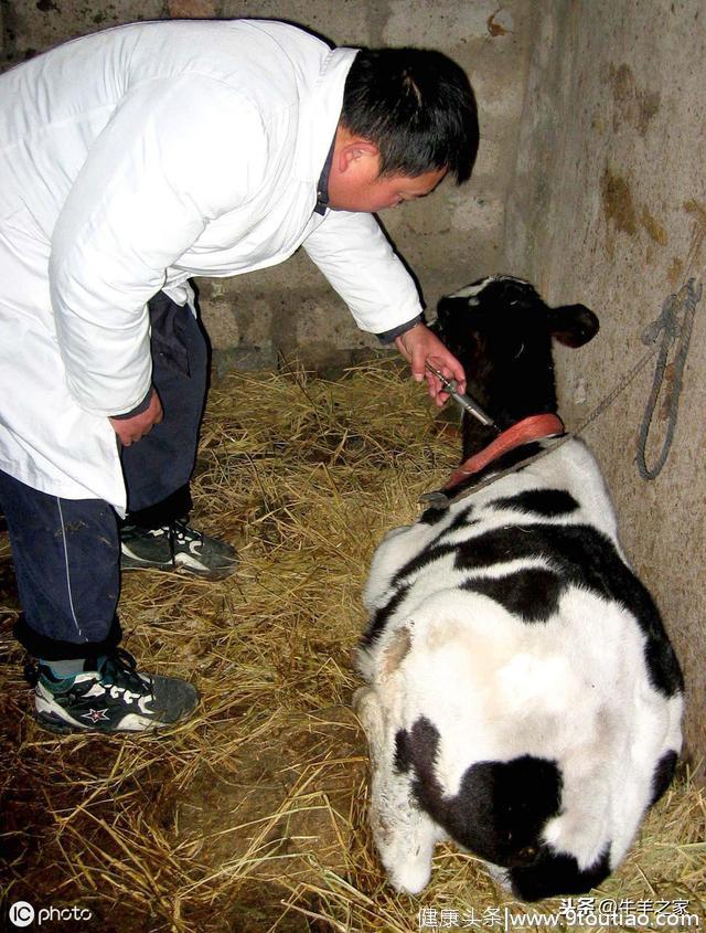 怀孕母牛可以注射口蹄疫疫苗吗？