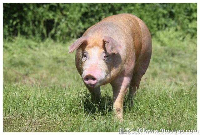 猪猪界的“健美猪”，全身肌肉没肥肉，强壮如牛