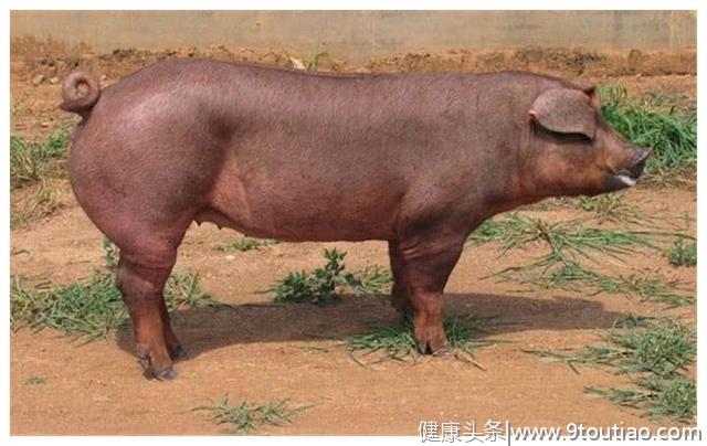 猪猪界的“健美猪”，全身肌肉没肥肉，强壮如牛