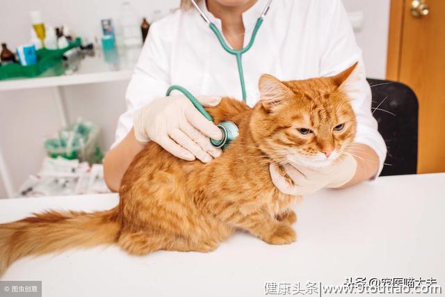 猫白血病的病发原因、症状以及应对措施分析！